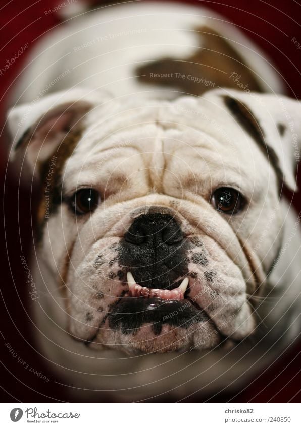 English Bulldog (Marley) Playing Pet Dog Animal face Pelt 1 Observe Movement Sit Exceptional Friendliness Beautiful Cuddly Funny Muscular Curiosity Cute