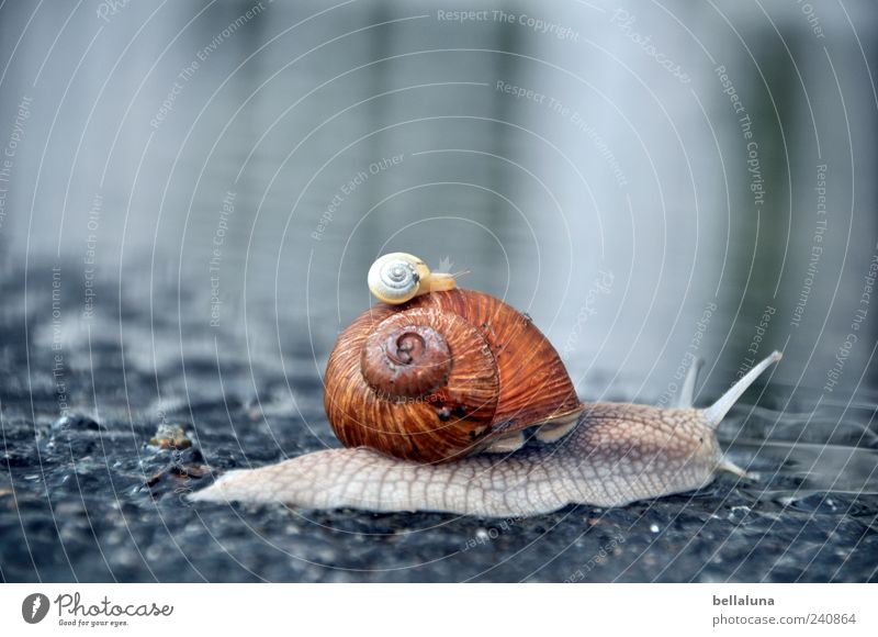 taxi snail Nature Water Spring Summer Beautiful weather Animal Wild animal Snail 2 Wet Snail shell Hitchhike Puddle Asphalt Colour photo Subdued colour
