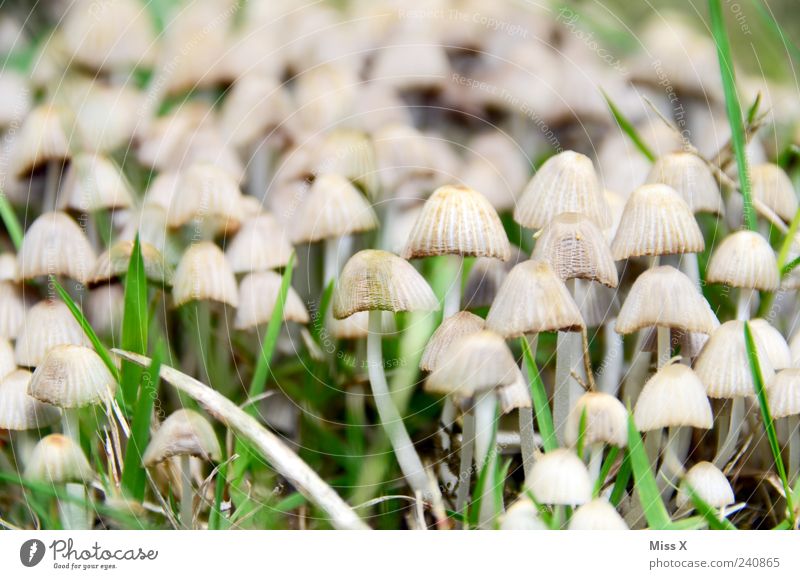 a great many Grass Growth Small Nature Mushroom Poison Many Colour photo Subdued colour Exterior shot Close-up Pattern Deserted Shallow depth of field