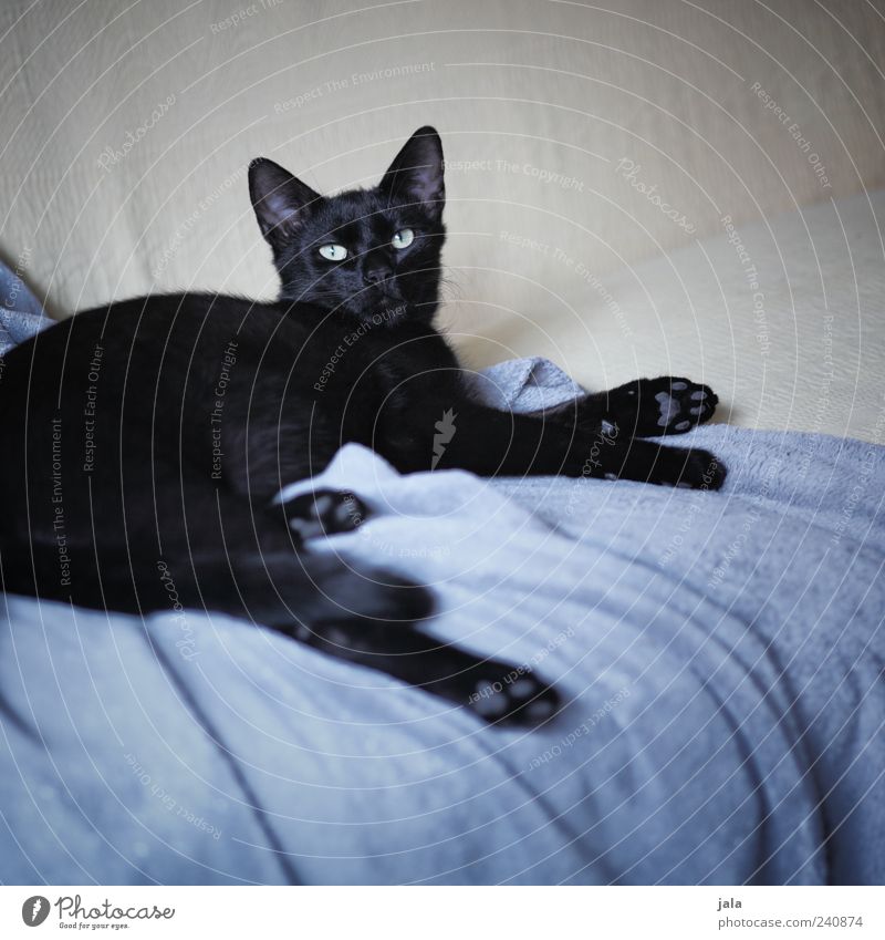 heart boy Flat (apartment) Sofa Blanket Animal Pet Cat 1 Observe To enjoy Lie Beautiful Gray Black Beige Colour photo Interior shot Deserted Day Animal portrait