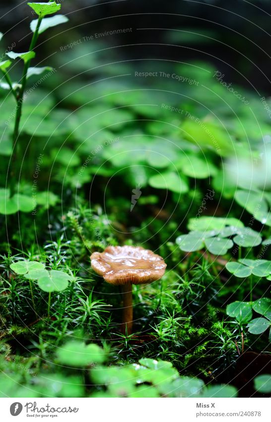forest dwellers Environment Nature Drops of water Summer Autumn Rain Plant Grass Moss Growth Small Wet Happy Four-leafed clover Good luck charm Clover Mushroom