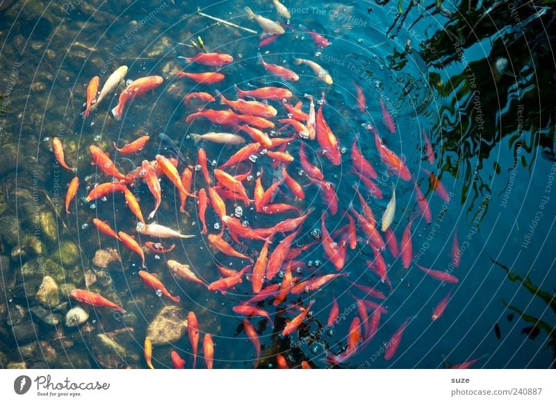 gold washing Swimming & Bathing Animal Water Pond Lake Fish Flock Movement Together Wet Round Gold Red Attachment Swirl Goldfish Shoal of fish Living thing