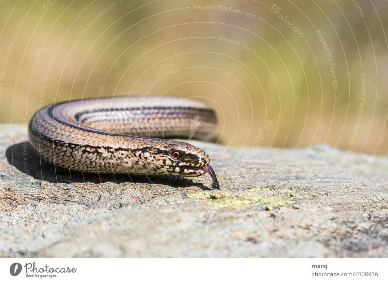 Snake alarm. Wrong report. Animal Wild animal Slow worm Eyes Tongue 1 Observe Discover Illuminate Disgust Creepy Colour photo Subdued colour Exterior shot