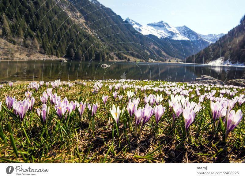 Crocus carpet at the Riesach lake Life Harmonious Calm Trip Mountain Nature Landscape Plant Water Cloudless sky Spring Beautiful weather Wild plant Lake
