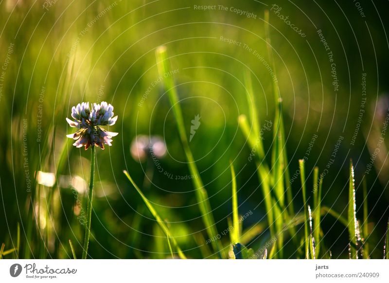 wordless Plant Grass Meadow Serene Calm Hope Nature Colour photo Exterior shot Close-up Deserted Copy Space right Copy Space top Evening Light Shadow