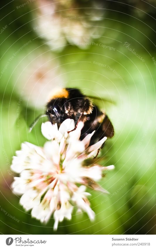 bumblebee Nature Plant Grass Bushes Blossom Foliage plant Wild plant Animal Bee Wing 1 Sit Fertilization Nectar Nectar plant Bumble bee Summer Meadow Light