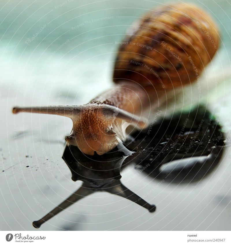 Sn@il_1 Animal Water Drops of water Snail Glass Wet Soft Blue Brown Green Crawl Mucus Slimy Mollusk Feeler Eyes Snail shell Colour photo Exterior shot Close-up