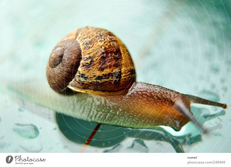 Snail on wet glass Animal - a Royalty Free Stock Photo from Photocase