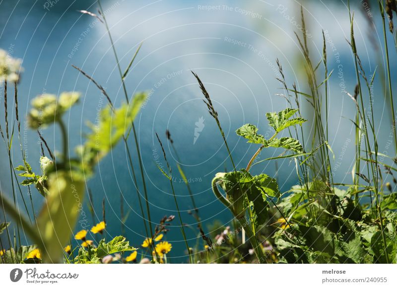 On the lakeshore I ... Nature Water Summer Plant Flower Grass Leaf Foliage plant Wild plant Lakeside Alpine pasture Blue Yellow Green Colour photo Exterior shot