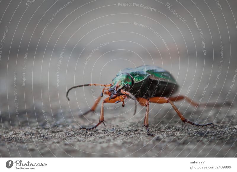 ground beetle Nature Animal Beetle Insect 1 Stone Concrete Crawl Athletic Brown Gray Green Movement Speed Lanes & trails Armor-plated Dazzling Feeler
