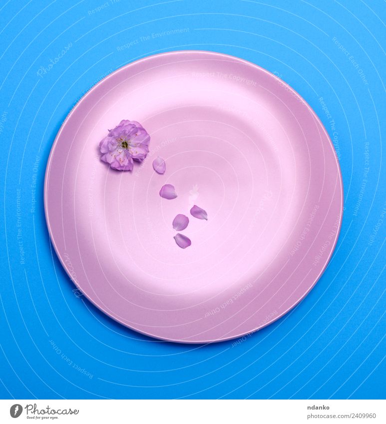 empty pink ceramic plate Plate Beautiful Decoration Plant Flower Blossom Blossoming Fresh Blue Pink Colour round utensils background Beauty Photography blooming