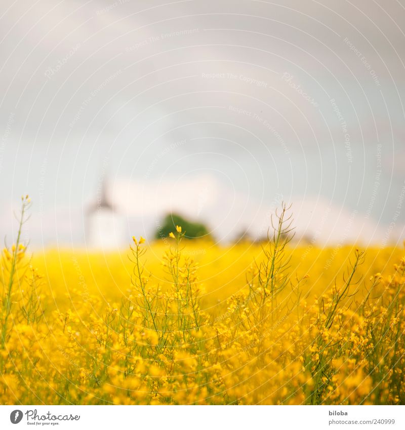 National Church II Plant Sky Summer Agricultural crop Field Deserted Tower Blue Yellow Colour photo Copy Space top Blur Church spire