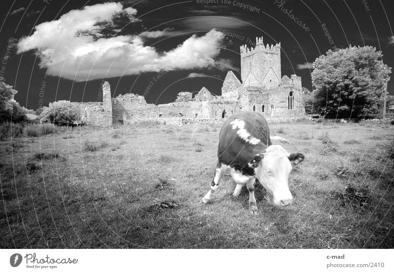 Cow before Abbey in Southern Ireland Clouds Meadow Animal Moody Monastery Black & white photo