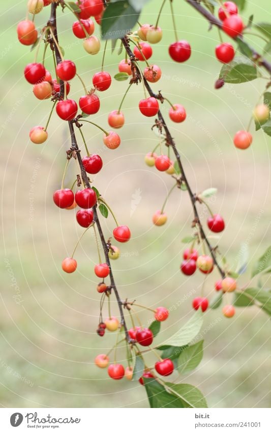 cherry branches Environment Nature Plant Summer tree Agricultural crop Twigs and branches hang Red Cherry Cherry tree fruit Stone fruit Fruit trees