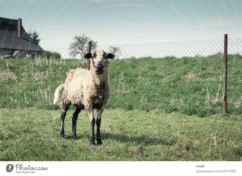cheese Animal Sky Cloudless sky Horizon Meadow Farm animal 1 Authentic Small Natural Cute Green Curiosity Sheep Pasture Fence Looking into the camera