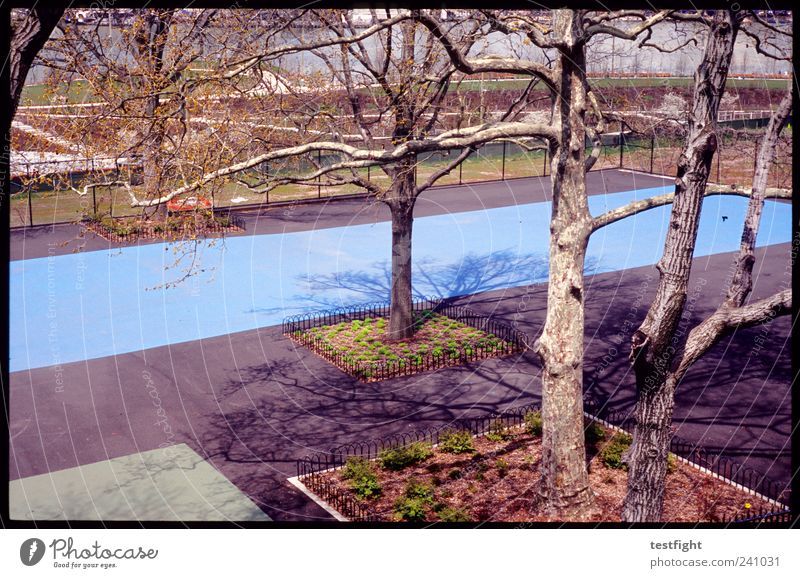at long last Sporting Complex Tree Garden Park Sharp-edged Blue Colour photo Exterior shot Light Shadow Sunlight Deserted Places