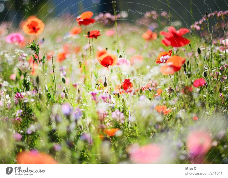 Colourful meadow Plant Spring Summer Flower Grass Leaf Blossom Garden Meadow Blossoming Fragrance Growth Positive Multicoloured Poppy blossom Flower meadow