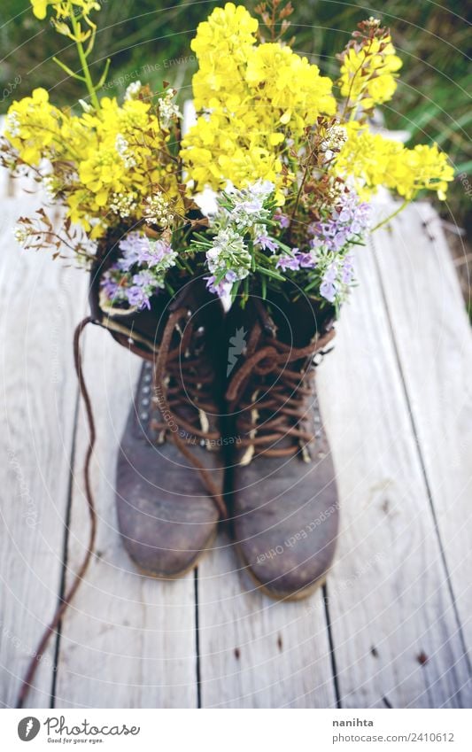 Old and dirty boots filled with flowers Environment Nature Plant Spring Flower Wild plant Pot plant Boots Wood Leather Poverty Esthetic Simple Fresh Cheap