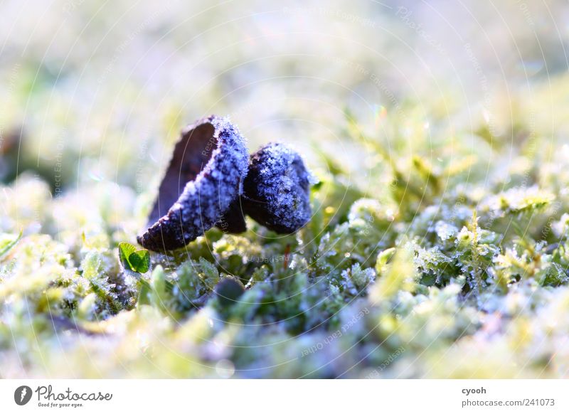 icily Nature Plant Earth Autumn Ice Frost Moss Bright Cold White Loneliness Acorn Hoar frost Woodground Subdued colour Macro (Extreme close-up) Copy Space left