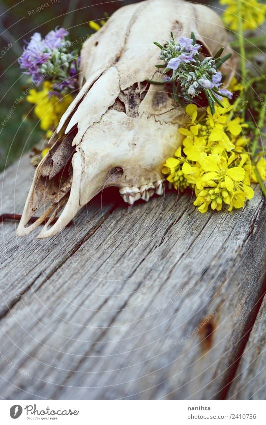 Close up of an animal skull filled with flowers Design Exotic Nature Plant Flower Wild plant Animal Wild animal Dead animal Deer 1 Animal skull Bone Wood Old