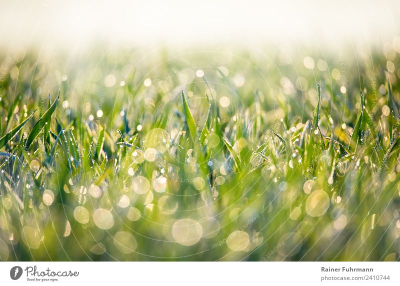 glittering morning dew on a meadow Environment Nature Landscape Plant Drops of water Spring Summer Grass Meadow Field Fresh Healthy Wet Green