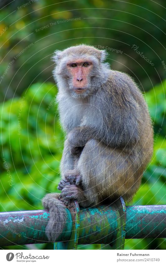 a wild formosamacake sits on a street in Taiwan Nature Animal Wild animal macaque formosamakake facial macaque Macaca cyclopis" 1 Observe Feeding Colour photo