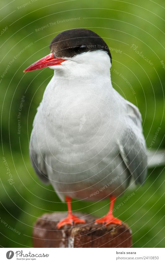 Shallow depth of field Science & Research Ornithology Biology Biologist Environment Nature Animal Earth Coast Wild animal Bird Arctic tern 1 Love of animals
