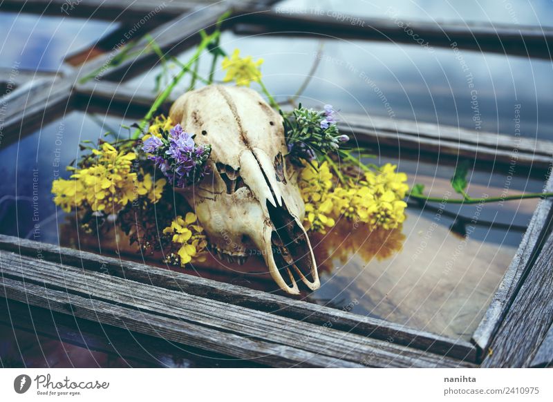 Animal skull with flowers over an old window Design Exotic Nature Plant Spring Climate change Flower Window Death's head Bone Wood Glass Crystal Old Poverty