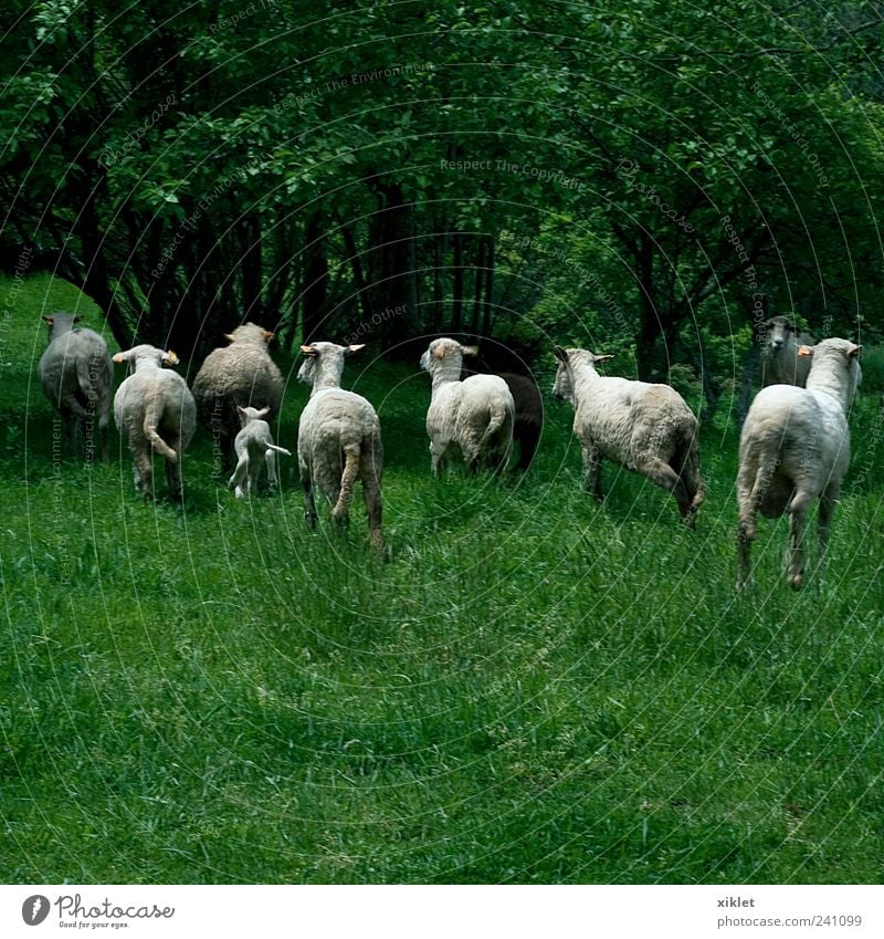 sheep running Sheep Wool Running Scare Fear Field Nature Animal Mammal Green White Village Agriculture Grass Pasture Tree amazing legs Jump Rural Walking Fluffy
