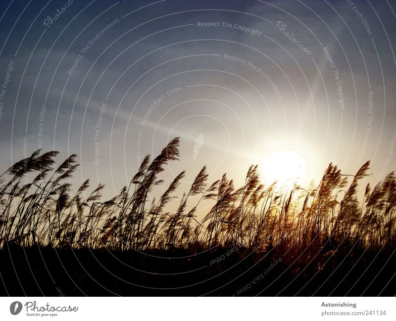 in the wind Environment Nature Landscape Plant Earth Air Sky Sun Weather Beautiful weather Warmth Grass Meadow Field Blue Brown Black Wind Colour photo
