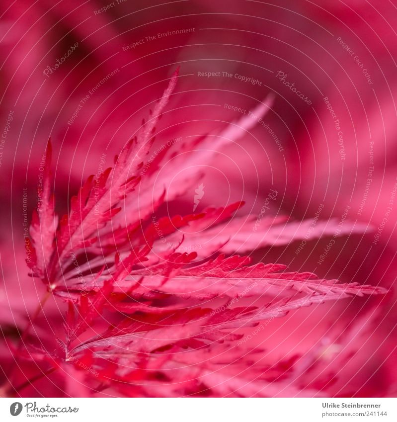 Red feathers Nature Plant Summer Leaf Exotic Japanese fan maple Maple tree Illuminate Growth Exceptional Esthetic Fiery Pennate Colour photo Multicoloured