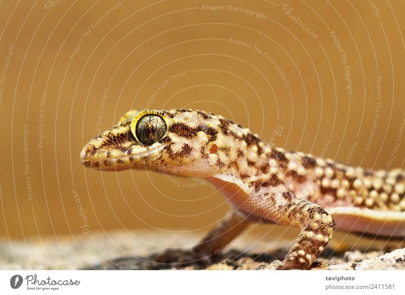 portrait of mediterranean house gecko Beautiful Skin Face House (Residential Structure) Nature Animal Pet Natural Cute Wild Brown Colour Gecko Reptiles lizard