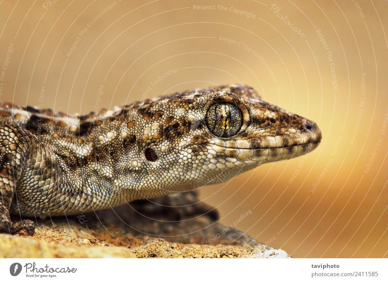 turkish gecko macro portrait Exotic Beautiful Skin Face House (Residential Structure) Nature Animal Pet Small Natural Cute Wild Brown Gray Colour Hemidactylus