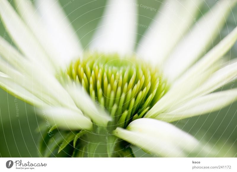 summer flower Elegant Beautiful Life Harmonious Nature Plant Spring Summer Blossom Blossoming Growth Esthetic Fragrance Point Yellow Green White Spring fever