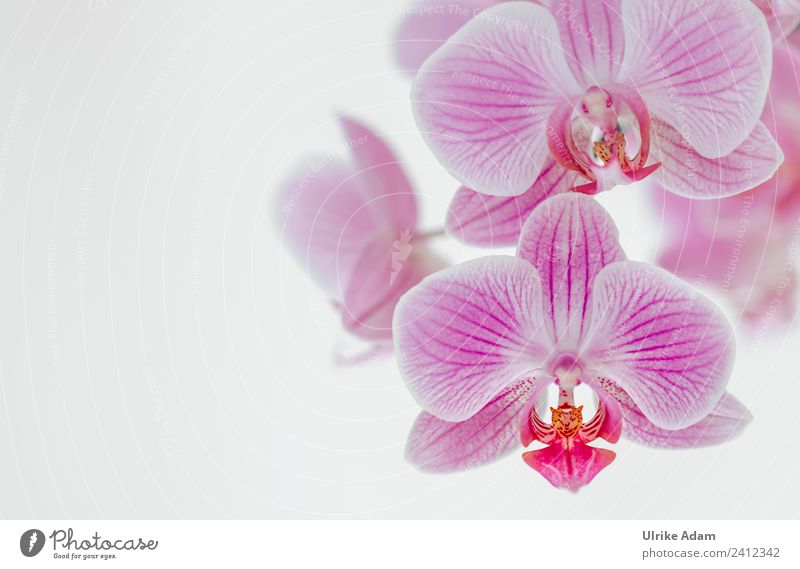 Pink Orchids - Flowers Wellness Life Harmonious Well-being Contentment Relaxation Calm Meditation Cure Spa Feasts & Celebrations Nature Plant Spring Summer