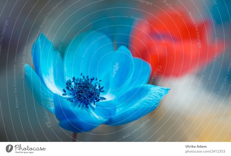 Blue anemone blossom Elegant Harmonious Relaxation Calm Meditation Decoration Wallpaper Image Card Birthday Nature Plant Spring Summer Flower Blossom
