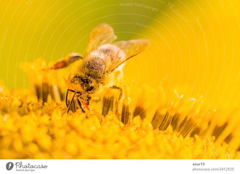 Macro honey bee collects yellow pollen on sunflower in nature Body Summer Sun Sunbathing Work and employment Environment Nature Plant Animal Sunlight Spring