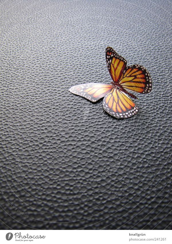 flown out Animal Butterfly 1 Lie Black Hope Life Transience Change Wing Structures and shapes Orange Colour photo Studio shot Close-up Deserted