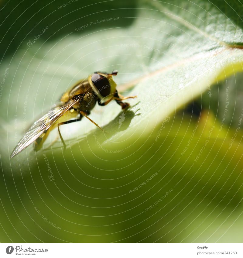 Little hoverfly in a green garden Hover fly Fly young animal Compound eye Insect Grand piano To feed Small Near Summer feeling Mood lighting Summery Foraging