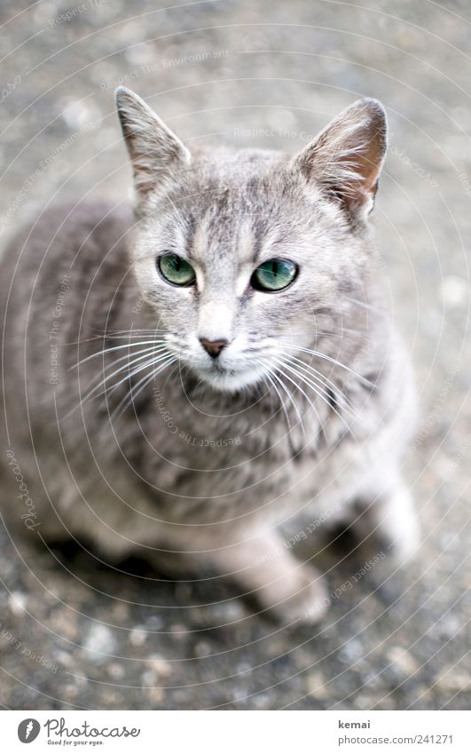beast Animal Pet Cat Animal face Pelt Whisker Ear Eyes 1 Baby animal Looking Sit Beautiful Curiosity Cute Gray Green Love of animals Colour photo Subdued colour