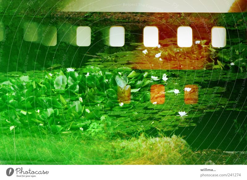 Water lilies on skewed colour film, analogue photography Nature Plant Water lily pond Meadow Pond Green Analog Defective Sprocket holes (film) Scratch mark