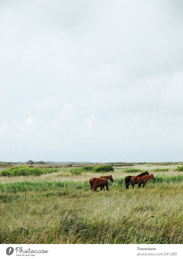 Friends II Vacation & Travel Environment Nature Landscape Plant Animal Clouds Meadow North Sea Nymindegab Denmark Deserted Horse 4 Group of animals Free Large