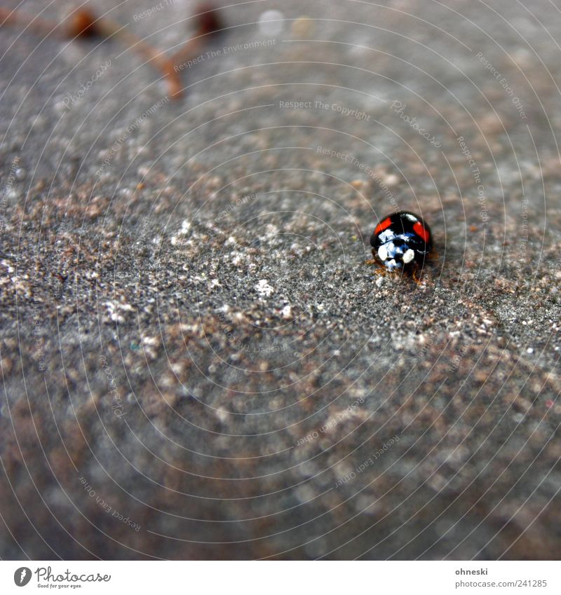Look me in the eye Animal Wild animal Beetle Animal face Ladybird 1 Stone Small Red Black Eyes Looking Hypnotic Hypnotize Colour photo Exterior shot