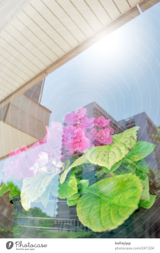 greenhouse Plant Flower Leaf Blossom House (Residential Structure) High-rise Blossoming Primrose Window pane Colour photo Multicoloured Exterior shot