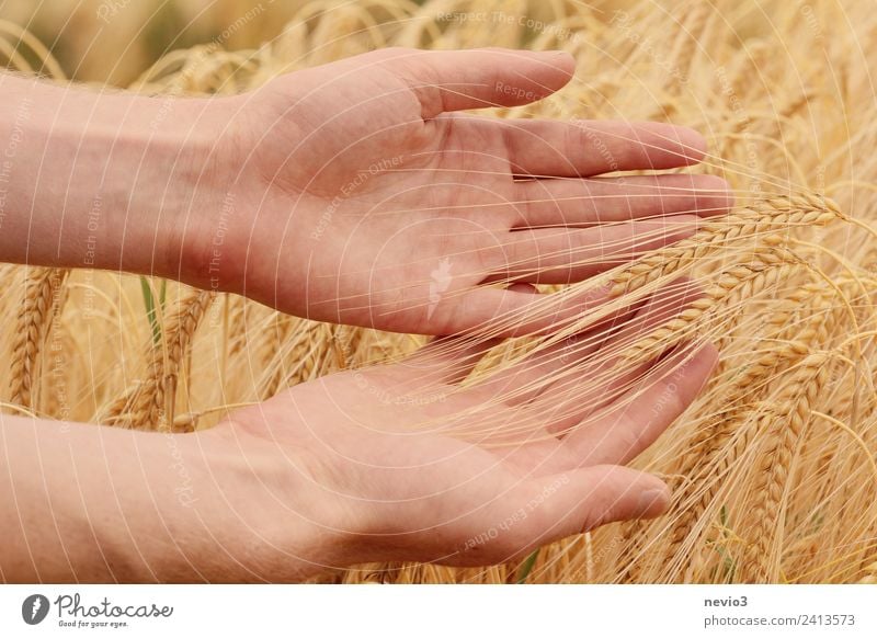 Hands roaming the barley field Environment Landscape Grass Agricultural crop Meadow Field Beautiful Yellow Gold Spring fever Barley Barleyfield Barley ear