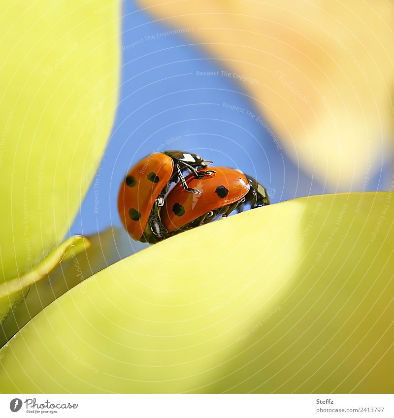Lucky charm private Ladybird Beetle Good luck charm Joie de vivre (Vitality) double luck Pair of animals lucky beetle natural instinct Propagation propagate