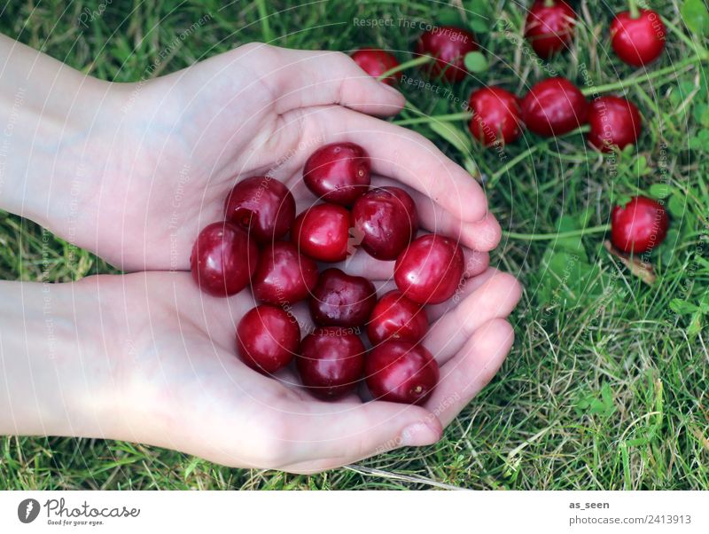 cherry harvest Food Fruit Cherry Nutrition Eating Picnic Vegetarian diet Juice Healthy Healthy Eating Wellness Life Arm Hand 1 Human being Environment Nature