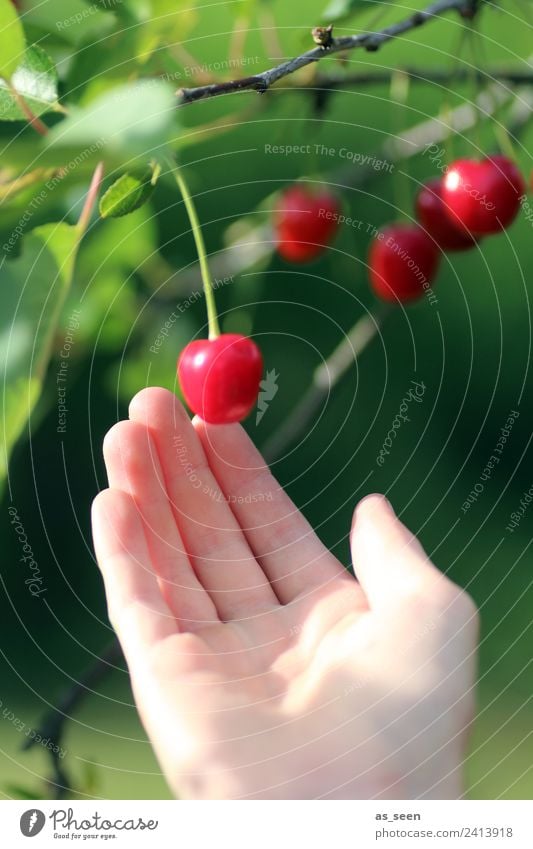 harvest cherries Food Fruit Jam Cherry Nutrition Eating Juice Thanksgiving Hand Fingers Environment Nature Plant Summer Tree Leaf Cherry tree Garden Touch