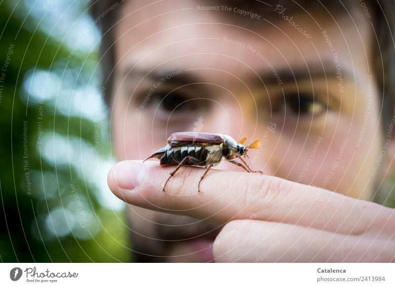 May bug time, young man with may bug on index finger Masculine Young man Youth (Young adults) 1 Human being Nature Spring Tree Bushes Garden Beetle Animal