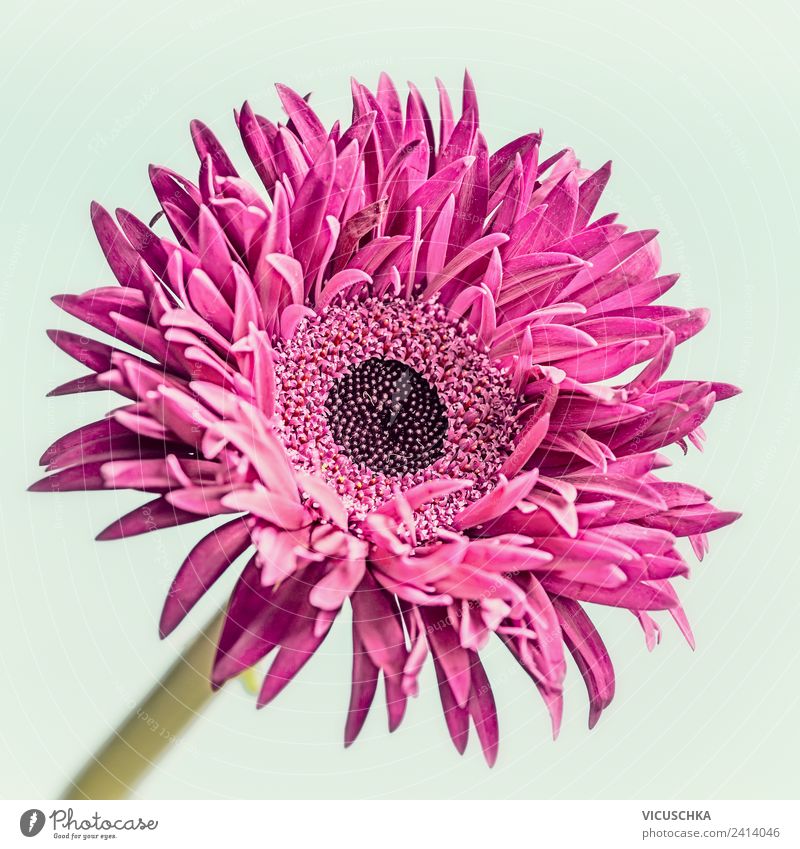 Pink Flower Shopping Style Design Summer Nature Plant Hip & trendy Gerbera Aster Sale Colour photo Studio shot Close-up Macro (Extreme close-up)
